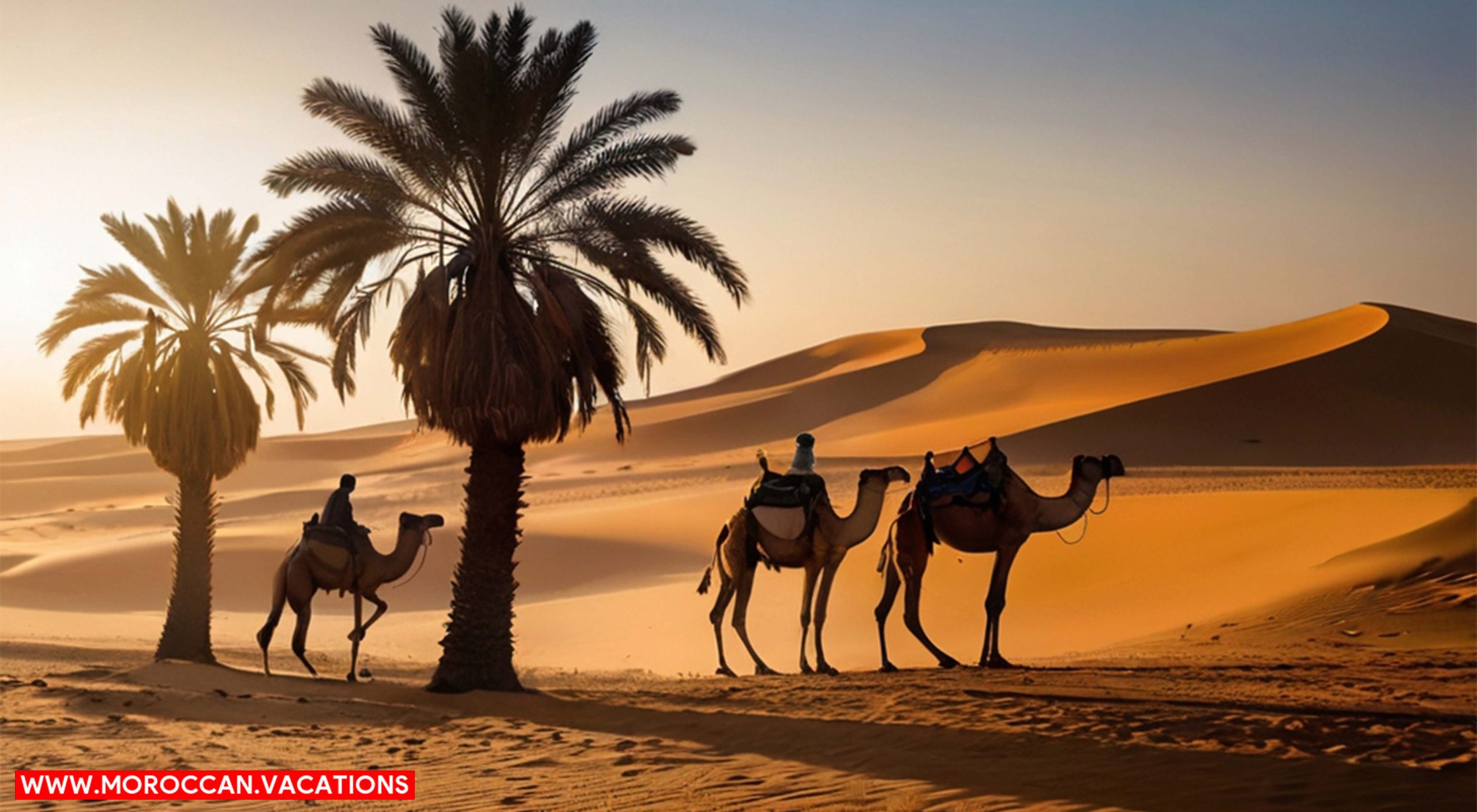 Sahara desert and camel.