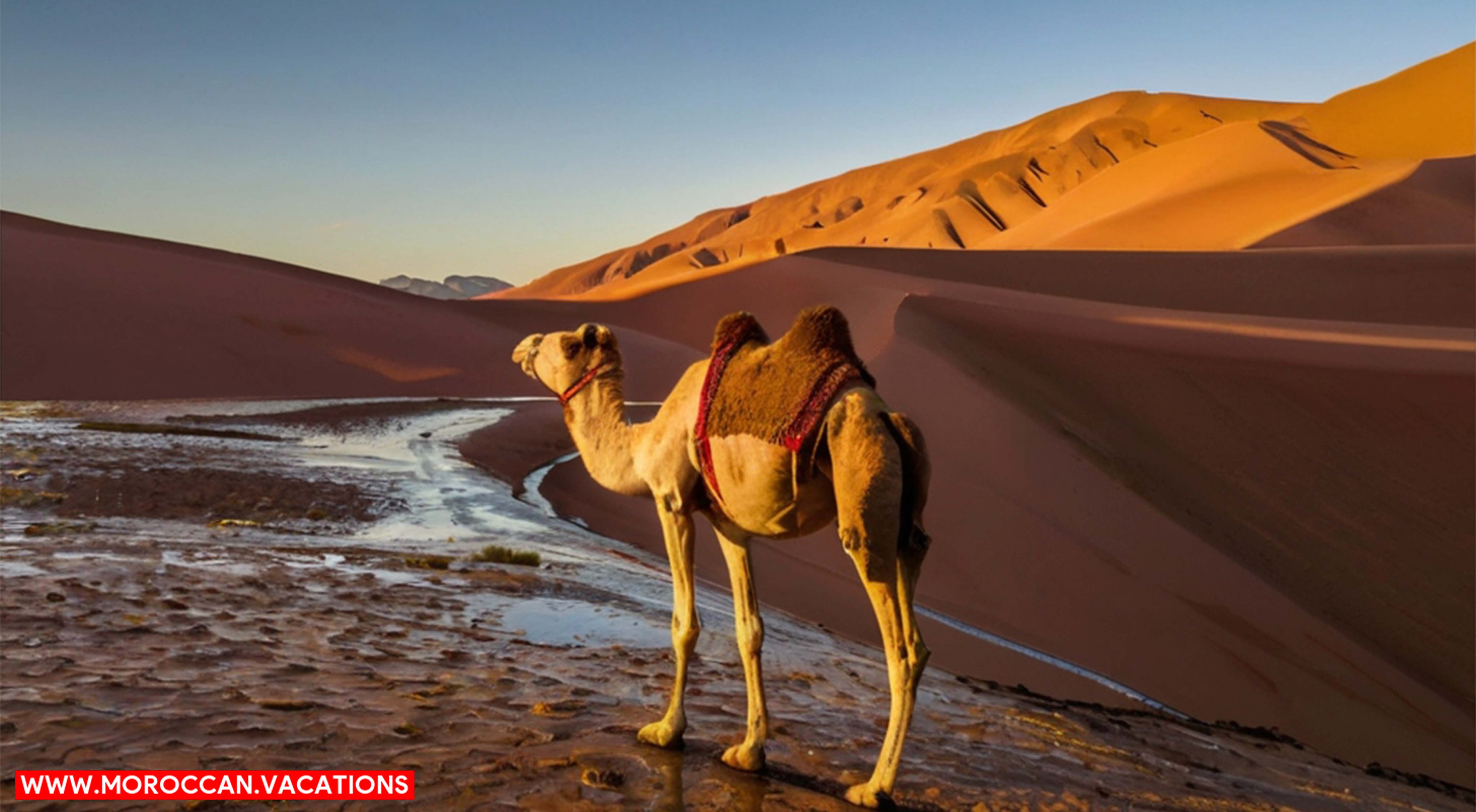 Sunset Serenity: Evening Camel Treks in Dades Valley